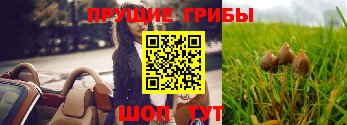 Псилоцибиновые грибы прущие грибы Северск